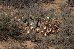 Euphorbia ferox