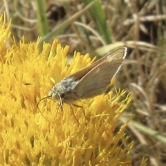 Hesperia leonardus pawnee