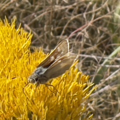 Hesperia leonardus pawnee