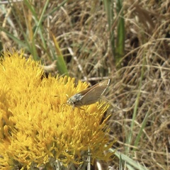 Hesperia leonardus pawnee
