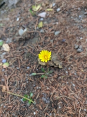 Taraxacum hybernum