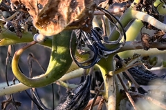 Proboscidea louisianica