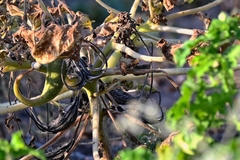 Proboscidea louisianica