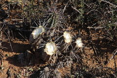 Euphorbia ferox