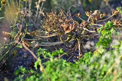 Proboscidea louisianica