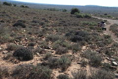 Euphorbia ferox