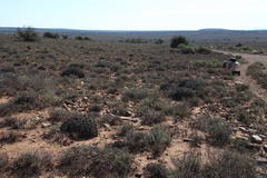 Euphorbia ferox