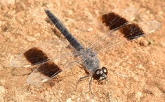 Brachythemis impartita