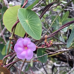 Stipecoma peltigera