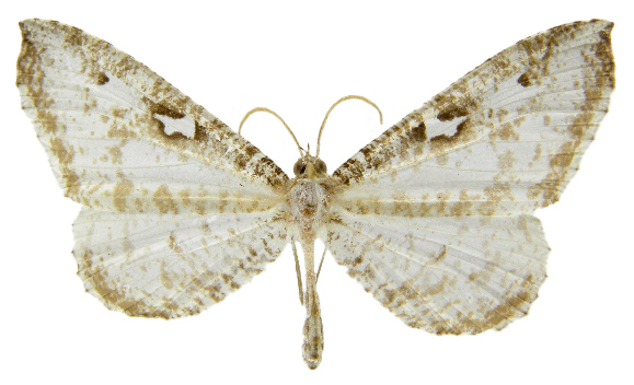 Macrosoma tipulata