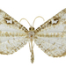 Macrosoma tipulata - Photo (c) Lepidoptera Colombiana, algunos derechos reservados (CC BY-NC), subido por Lepidoptera Colombiana