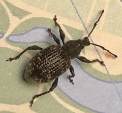 Otiorhynchus sulcatus