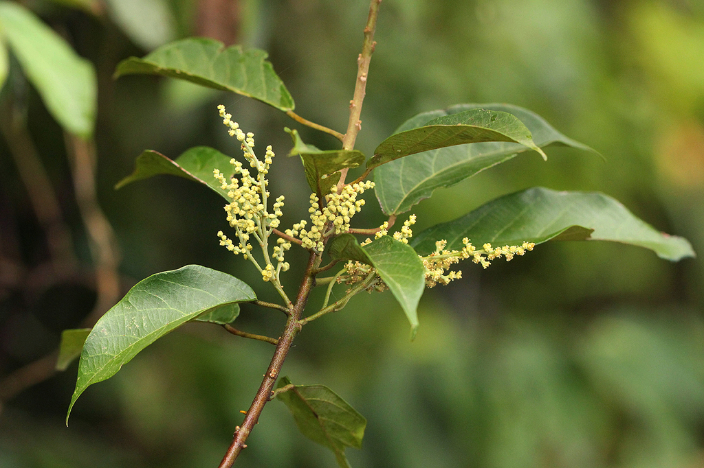 Macaranga spinosa