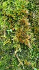 Orthothecium rufescens