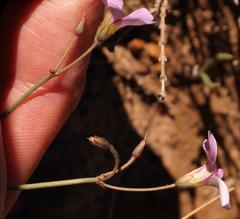 Oxalis lateriflora