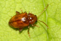 Neocrepidodera robusta