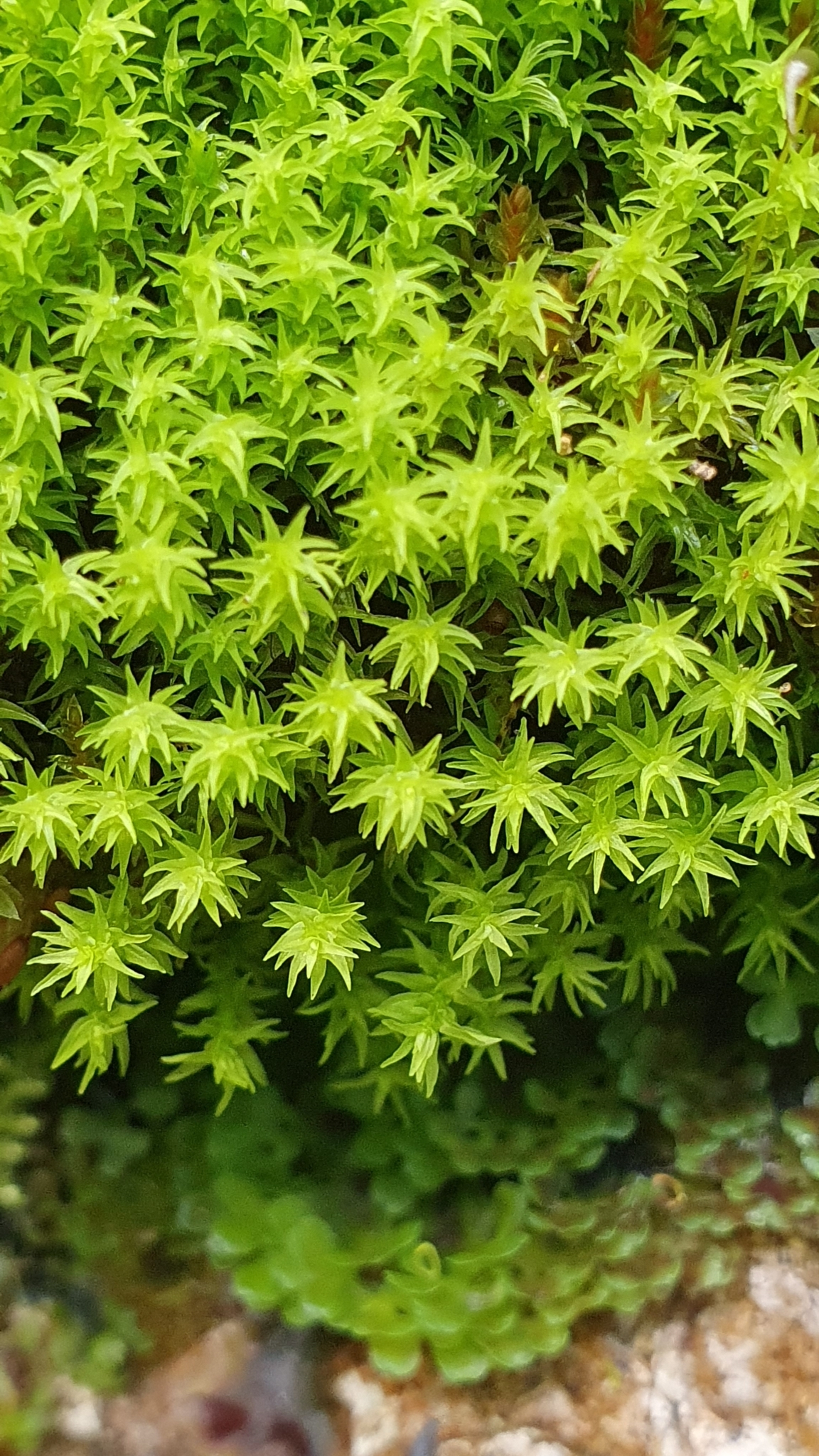 Dichodontium pellucidum