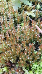 Ptychostomum pallens