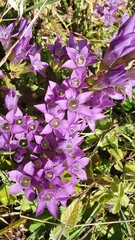 Gentianella aspera