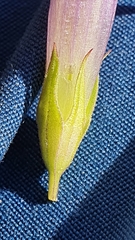 Gentianella aspera