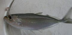 Selar crumenophthalmus