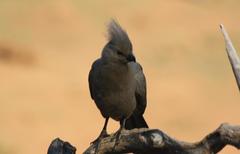 Corythaixoides concolor bechuanae