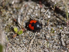 Spilodiscus sellatus