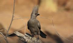 Corythaixoides concolor bechuanae
