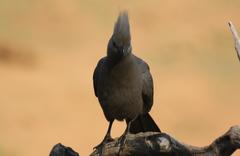 Corythaixoides concolor bechuanae