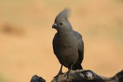 Corythaixoides concolor bechuanae