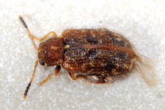 Distigmoptera apicalis