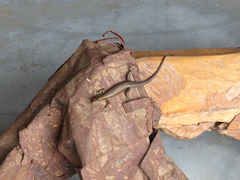 Trachylepis thomensis