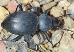Tentyria incerta