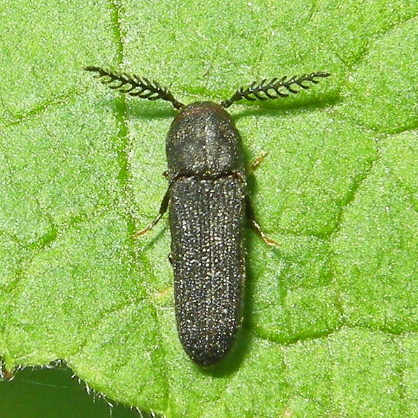 Sarpedon scabrosus