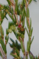 Erica parviporandra