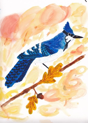 Blue Jay photographed in Connecticut