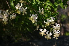Clematis brachiata