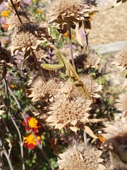 Mantis religiosa