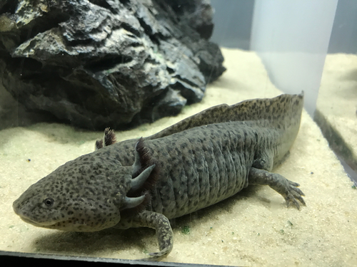 Axolotl