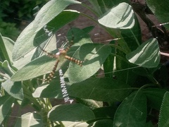 Argiope trifasciata