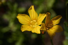 Linum quadrifolium