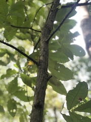 Carya glabra glabra