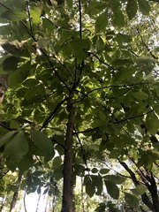 Carya glabra glabra