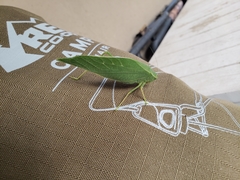 Microcentrum rhombifolium