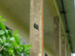 Gasteracantha thomasinsulae