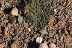 Euphorbia inaequilatera