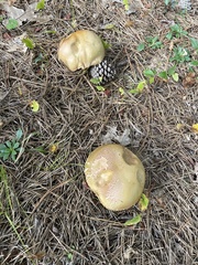 Boletus subcaerulescens