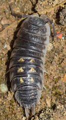 Porcellio ornatus