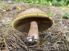 Boletus subcaerulescens