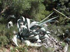 Agave americana